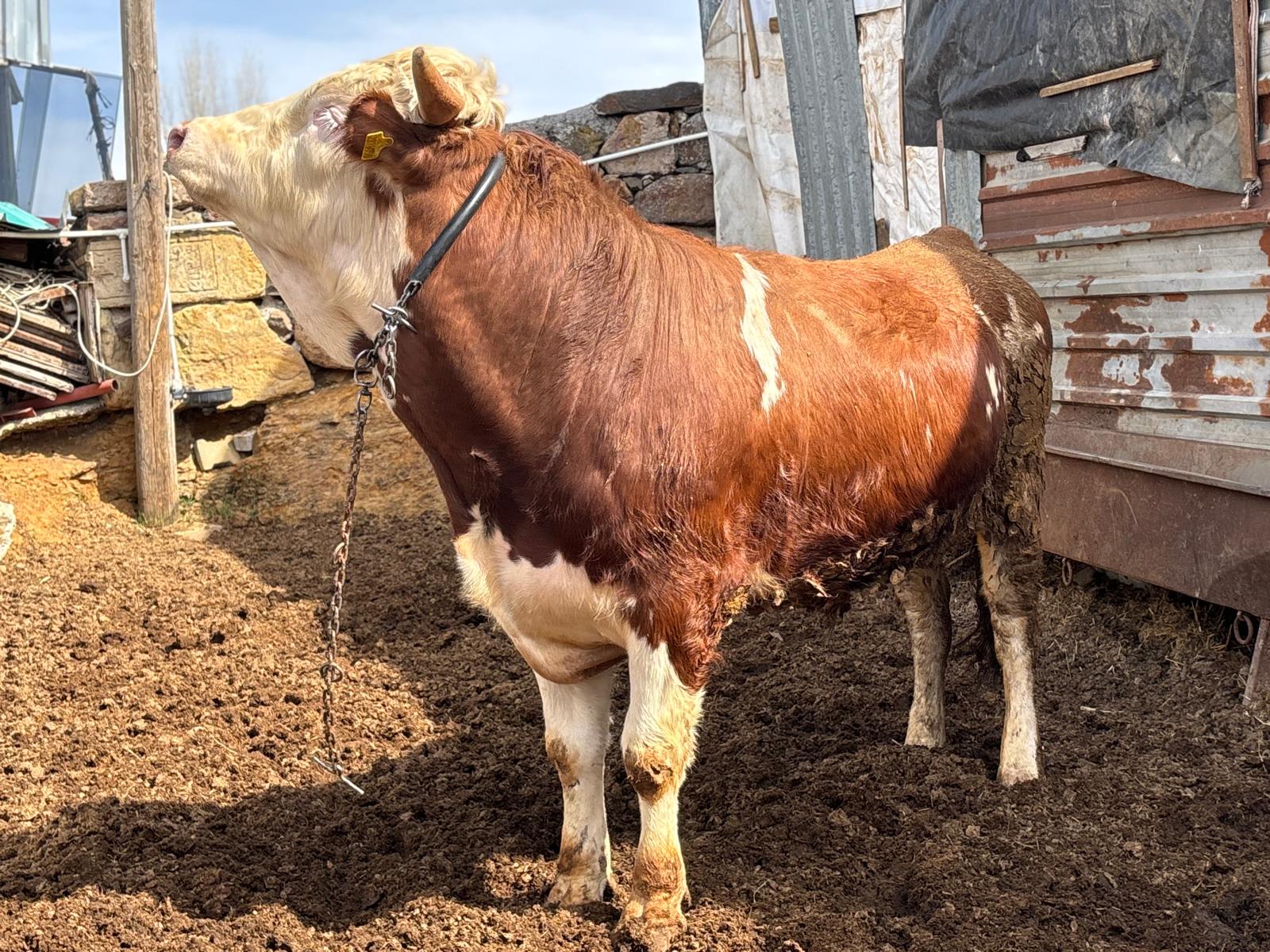 Pehlivanlar Besicilik